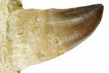 Fossil Mosasaur (Thalassotitan) Jaw Section with Teeth - Morocco #353152-5